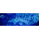 Fluorescent lipids Fluorescent lipids