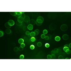 Green fluorescent polystyrene nanoparticles, 100 nm