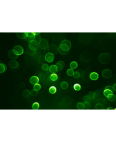Green fluorescent polystyrene nanoparticles, 100 nm